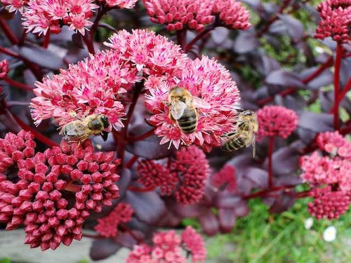Sedum ‘Purple Emperor’ 1