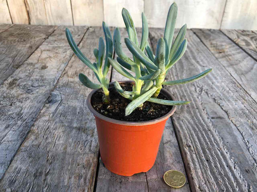 senecio-serpens 9cm pots