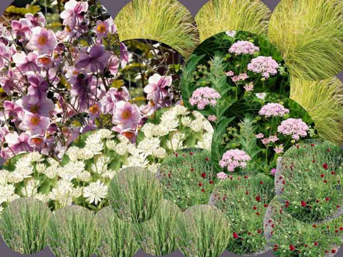 Sweet serenity wildlife friendly perennial flower pack