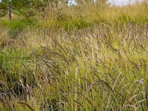 Sesleria autumnalis