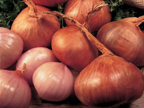 Shallots 'Red Sun'