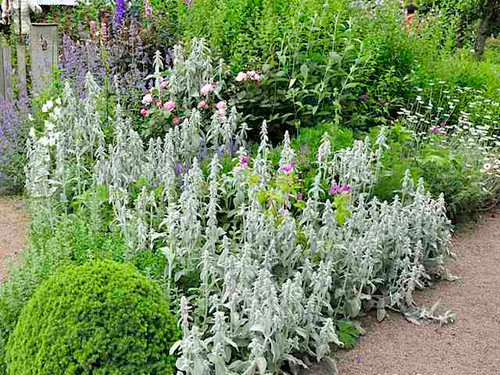 Stachys Byzantine plants for sale online