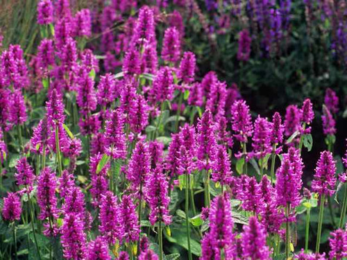 Stachys Monieri Hummelo Plants for sale online