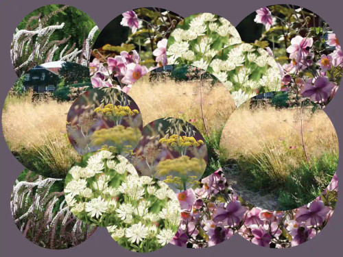 Strawberry Sunday flowering perennial plant mix