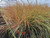 Stipa Arundinacea - Pheasant’s Tail grass