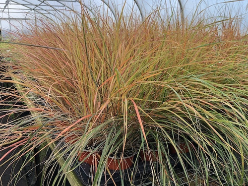 Stipa Arundinacea - Pheasant’s Tail grass