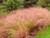 Stipa Arundinacea - Pheasant’s Tail grass