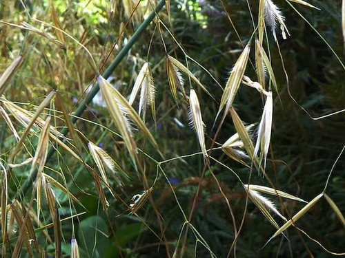 Stipa gigantea 1