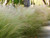 Stipa ponytails
