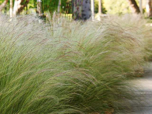 Stipa ponytails