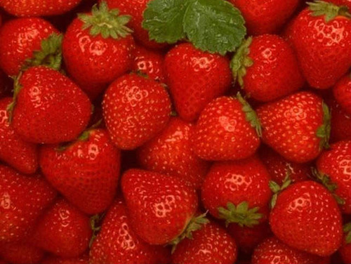 freshly picked strawberries
