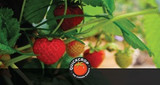 Q & A: Why Aren't My Strawberry Plants Producing Fruit?