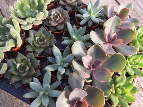 Succulent plants 6 pack mail order