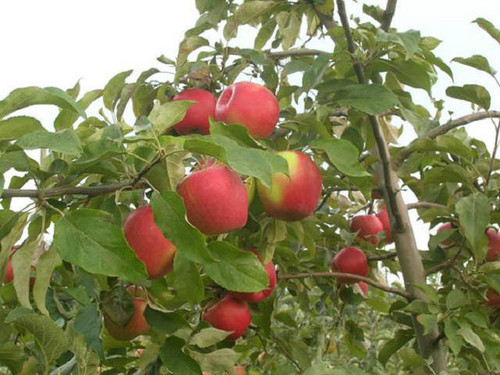 summer red is a dark red and very productive apple variety