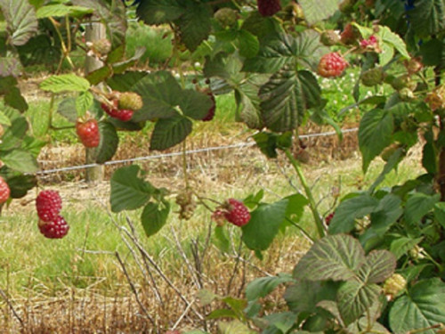 grow your own delicious sunberries