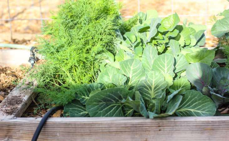sunlight on a raised bed