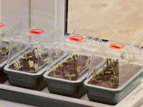 the super 7 windowsill seedling nursery