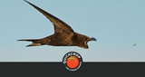 Interview: Lynda Huxley on Swift Conservation and Nest Boxes