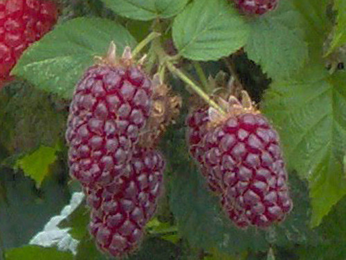 Tayberry bare root fruit trees