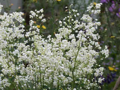 Album variety of Thalictrum Delavayi flowering perennials