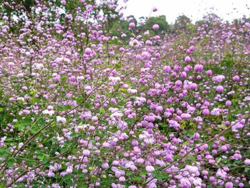 Thalictrum delavyii splendide seedling plants