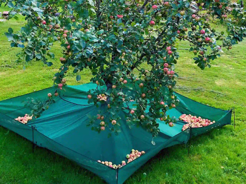 The Original Fruit Collector