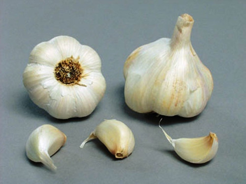 thermidrome french garlic