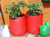 tomato planters for growing your own tomatoes