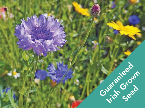 traditional irish native wildflower mix