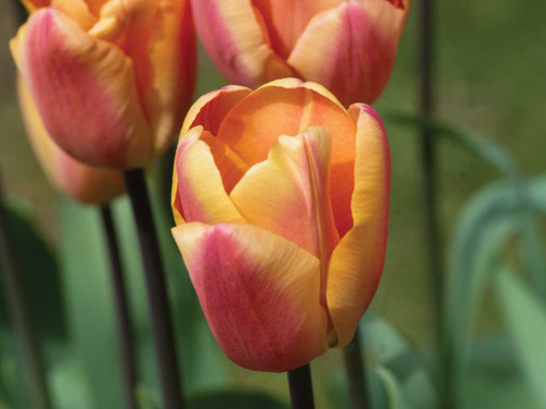 Tulip apricot foxx spring flowering bulbs