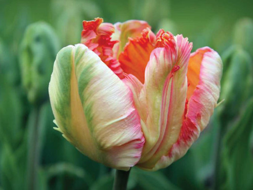 Decorative parrot tulip apricot parrot