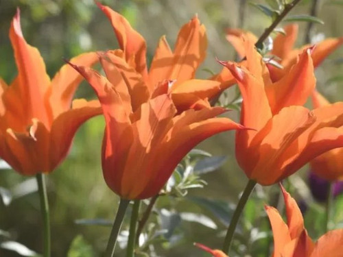 Tulip ballerina bulbs