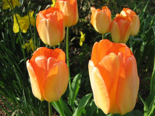 Tulip daydream apricot