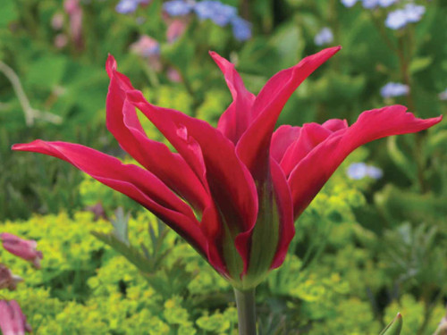 viridiflora tulip dolls minuet