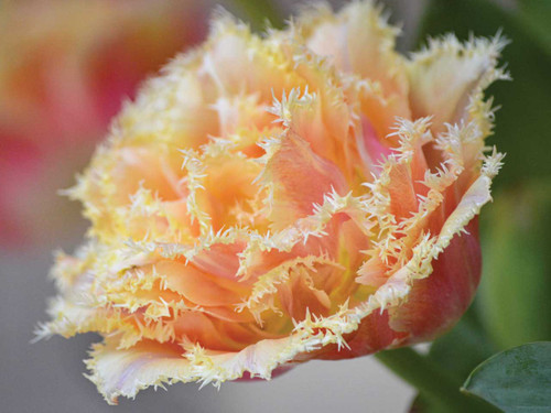 Tulip Double Fringed 'Brisbane' spring flowering bulbs