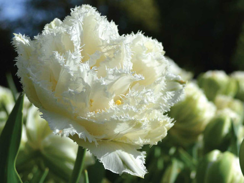 Tulip Double Fringed 'Snow Crystal' spring flowering bulb