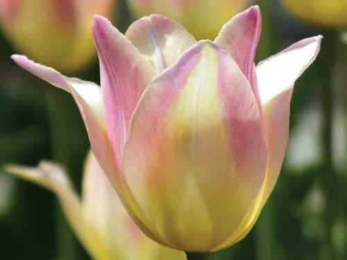 Lily flowered tulip elegant lady