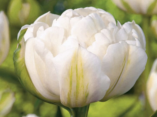 Tulip mount tacoma bulbs online