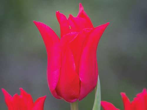 Lily flowered tulip pretty woman