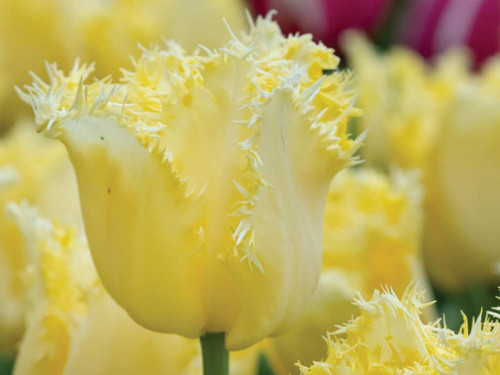 Fringed tulip rebellious yellow