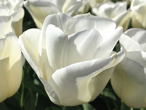 Tulipa triumph white royal virgin
