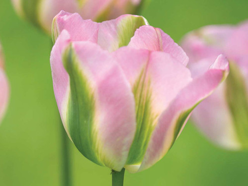 Spring flowering viridiflora tulip groenland