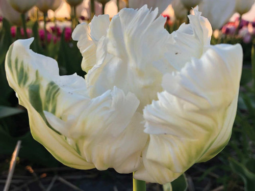 Parrot tulip white parrot