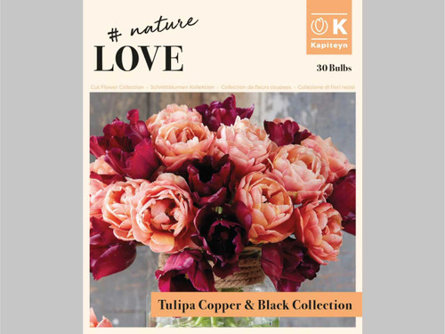 Tulip copper and black bouquet spring flowering bulbs