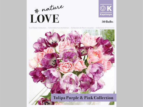 Purple & Pink Tulip Bouquet Collection spring flowering bulbs