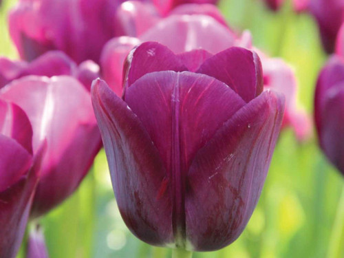 Triumph tulip negrita flower bulbs