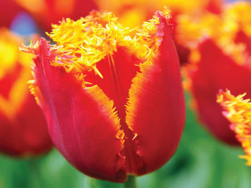 Tulip Fringed 'Fabio' spring flowering bulbs