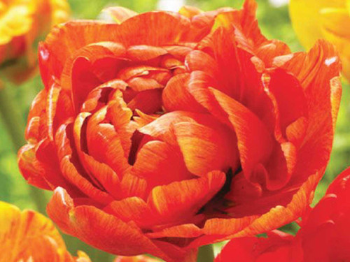 Flowering double tulip sun lover