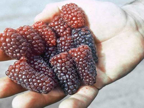 freshly picked tummelberries