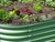 Crops growing in Vegtub